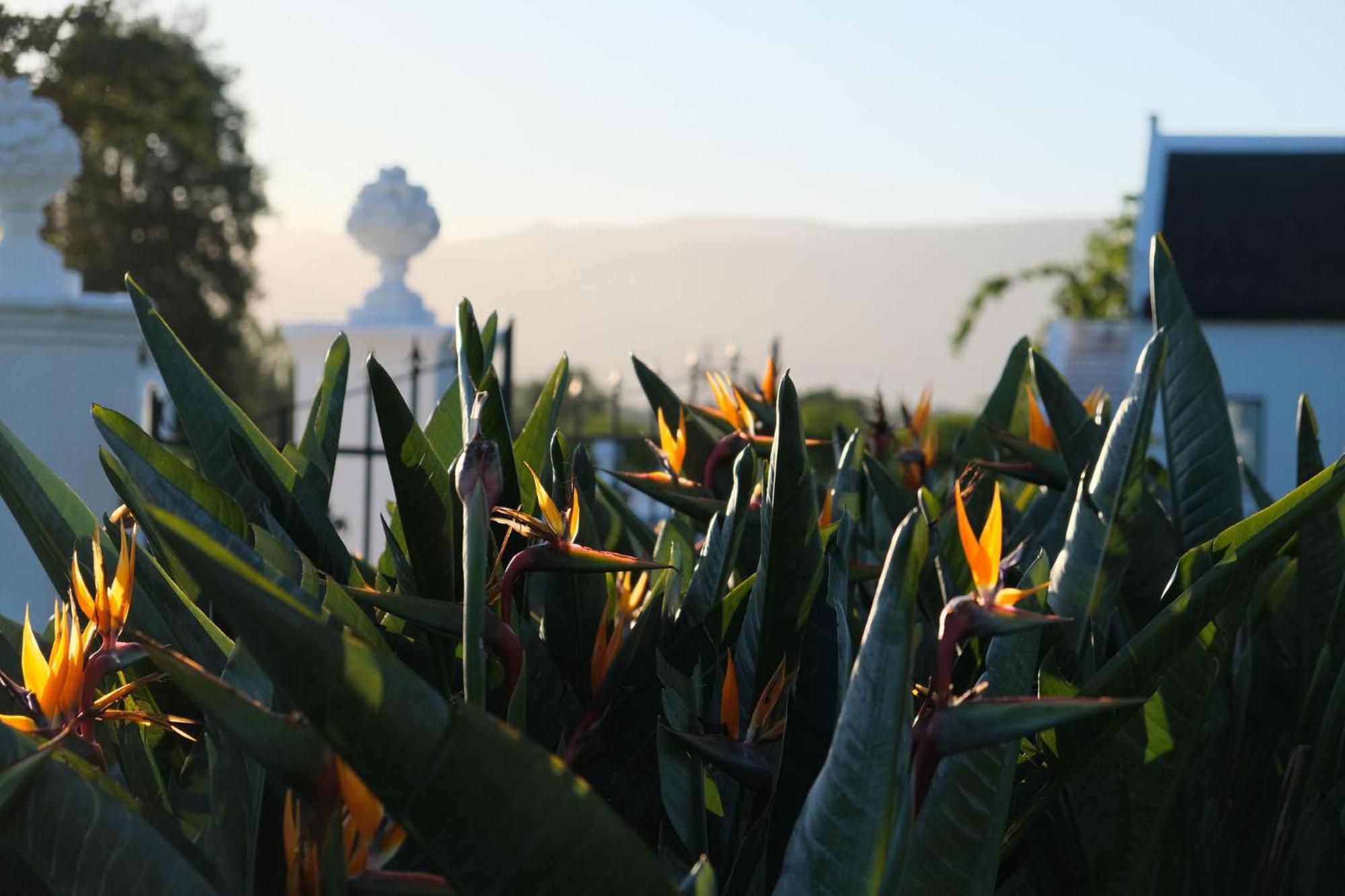 Adara Palmiet Valley Luxurious Boutique Farm Hotel Paarl Exteriér fotografie